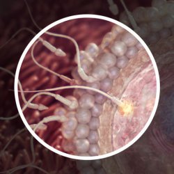 Two-week pregnancy