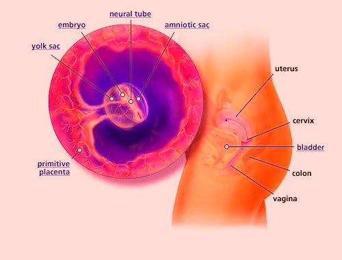 5 Week Pregnancy