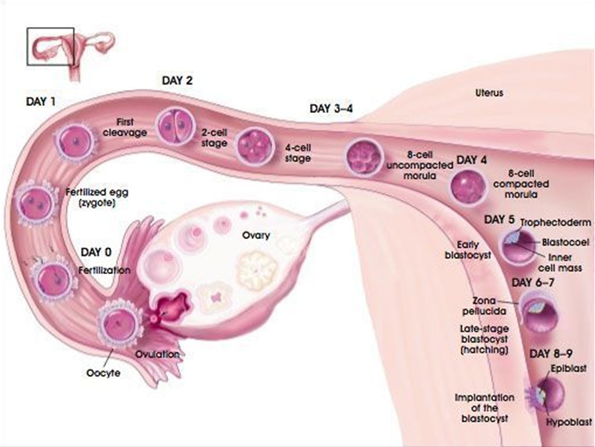 Embryo Implantation Symptoms Signs Timeline And Process